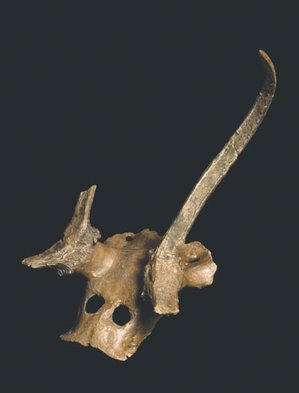  A headdress made from a red deer skull