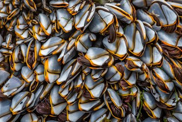  Winner, Close to Nature category. David Bennett - goose barnacles, Sanna Bay, Highland