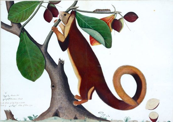 Shaikh Zayn-al-Din, Malabar Giant Squirrel, Eastern India, Calcutta, 1778.