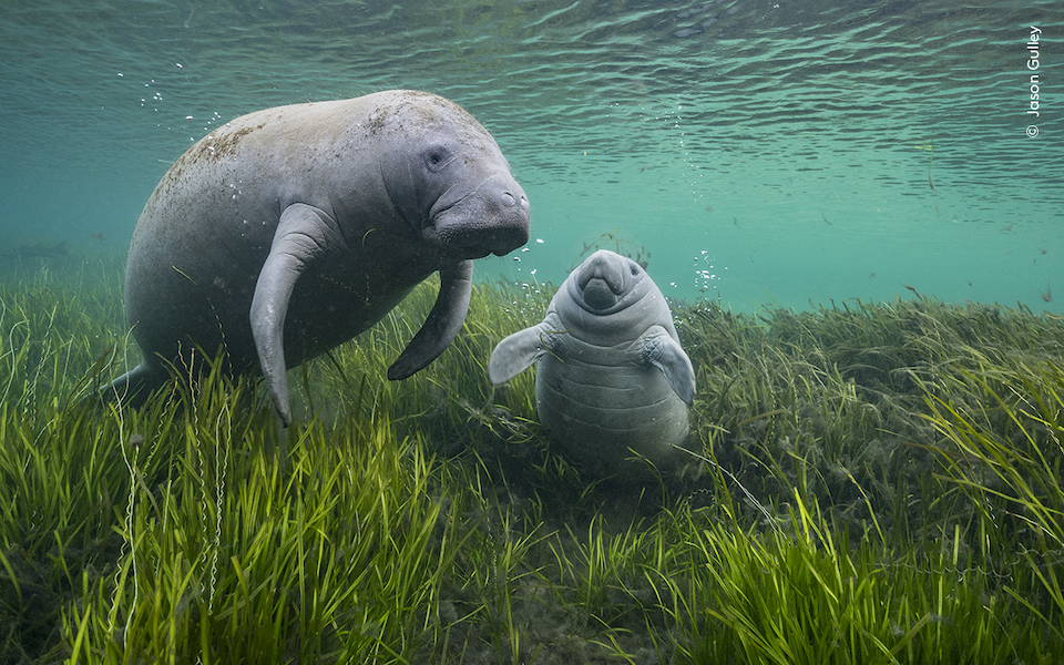 A manatee and calf are photographed in blue/green water amongst light green eelgrass. 