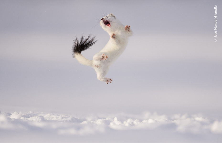 A stoat jumps high up in the air it's body twisting and mouth open. The back ground is white snow and the stoat is also white with a black tip of its tail and pink paws and pink mouth. 