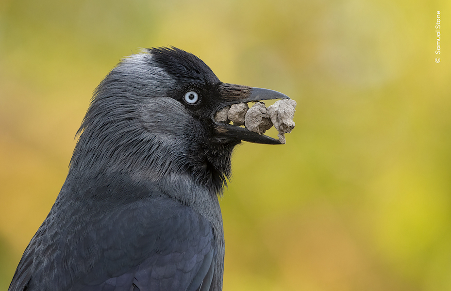 A black bird is photographed close up in profile. The bird's head and beak are centred in the photo which has a green yellow blurred background. The bird has blue eyes and in its beak it carries four rocks. The bird is a jackdaw.