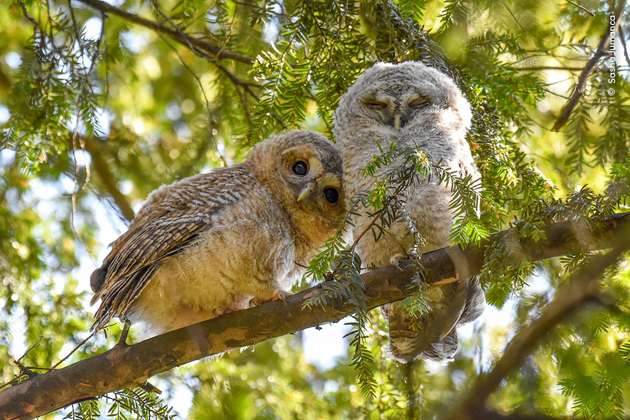 Two Tawny Owlets sit on a branch of a tree nestled in green leaves. The owl on the left leans its head to touch the own on the right which has its eyes closed. 