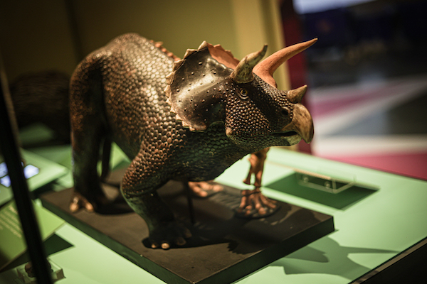 photograph of a Triceratops dinosaur model.