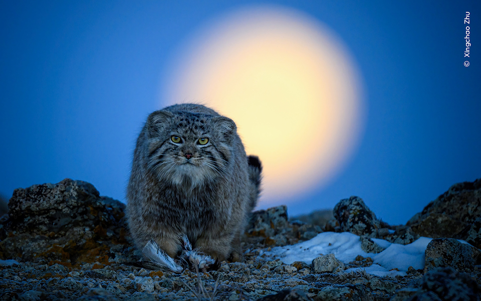 A Pallas cat stalks towards the camera looking directly at it. The cat has a very thick winter coat. In the background the moon sets in a deep blue sky. The cat stand on rocky icy ground. 